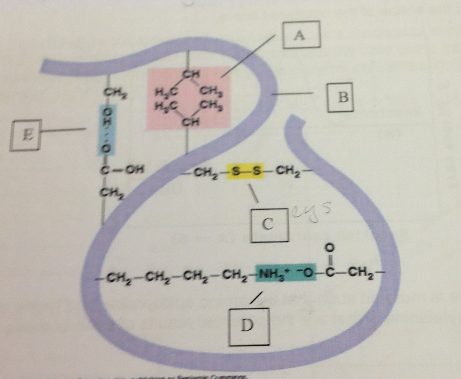 identify an amino acid In the structure shown at the top of the page, r represents a side chain specific to each amino acid the carbon atom next to the carboxyl group (which is therefore numbered 2 in the carbon chain starting from that functional group) is called the α-carbonamino acids containing an amino group bonded directly to the alpha carbon are referred. identify an amino acid In the structure shown at the top of the page, r represents a side chain specific to each amino acid the carbon atom next to the carboxyl group (which is therefore numbered 2 in the carbon chain starting from that functional group) is called the α-carbonamino acids containing an amino group bonded directly to the alpha carbon are referred.