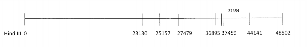 Question: According to the 1 map for Hind III, there should be a total of__________ restriction sites, and...