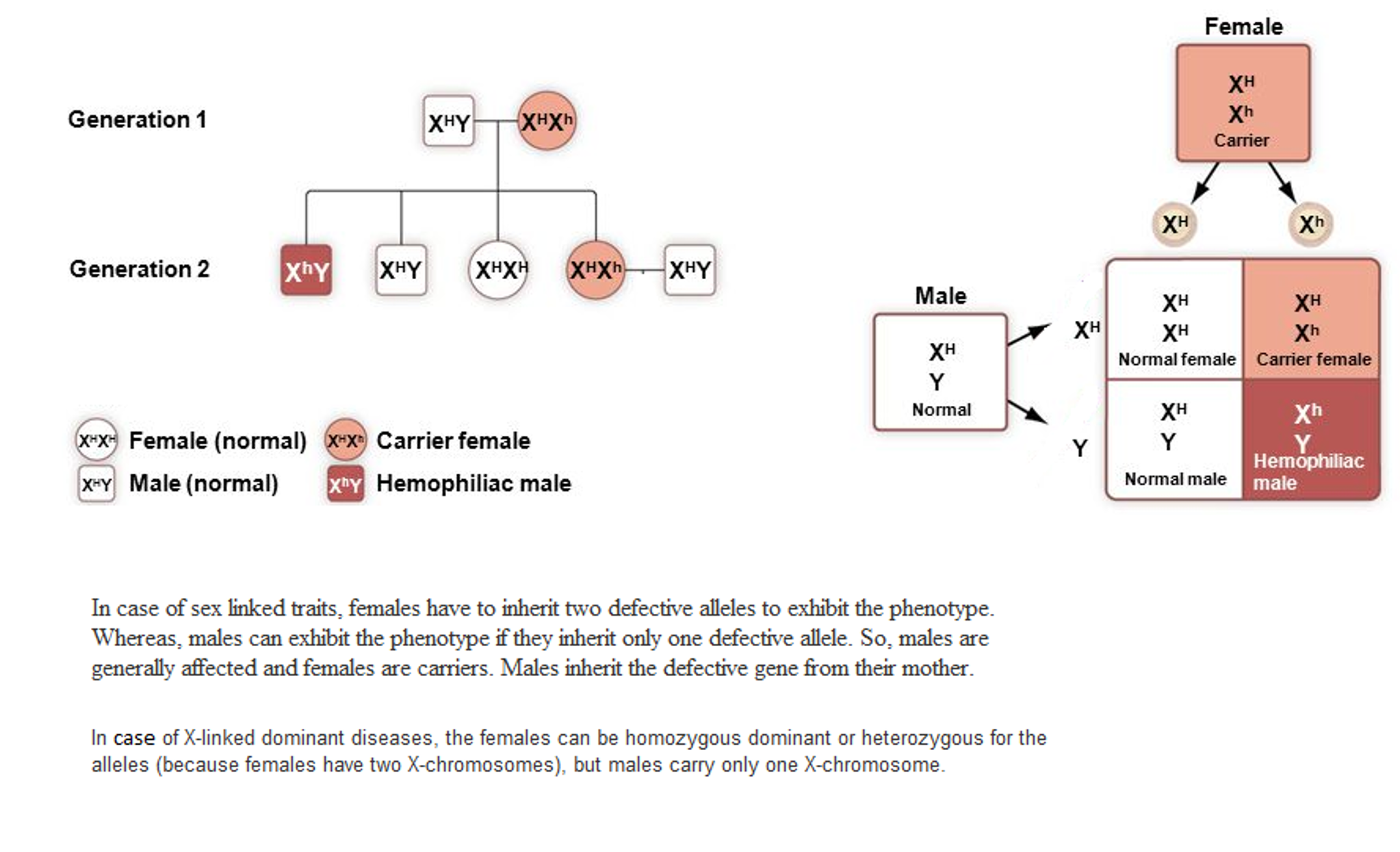 Solved In case of sex linked traits, females have to | Chegg.com