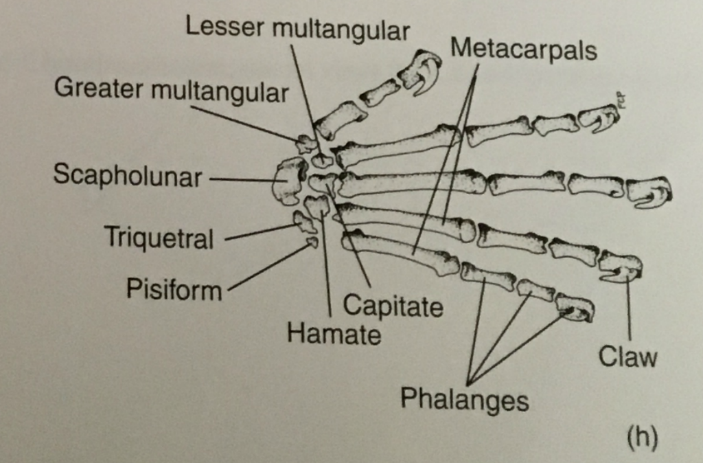 Question: Lesser multangular Metacarpals Greater multangular Scapholunar Triquetral Pisiform Hamate Capitat...