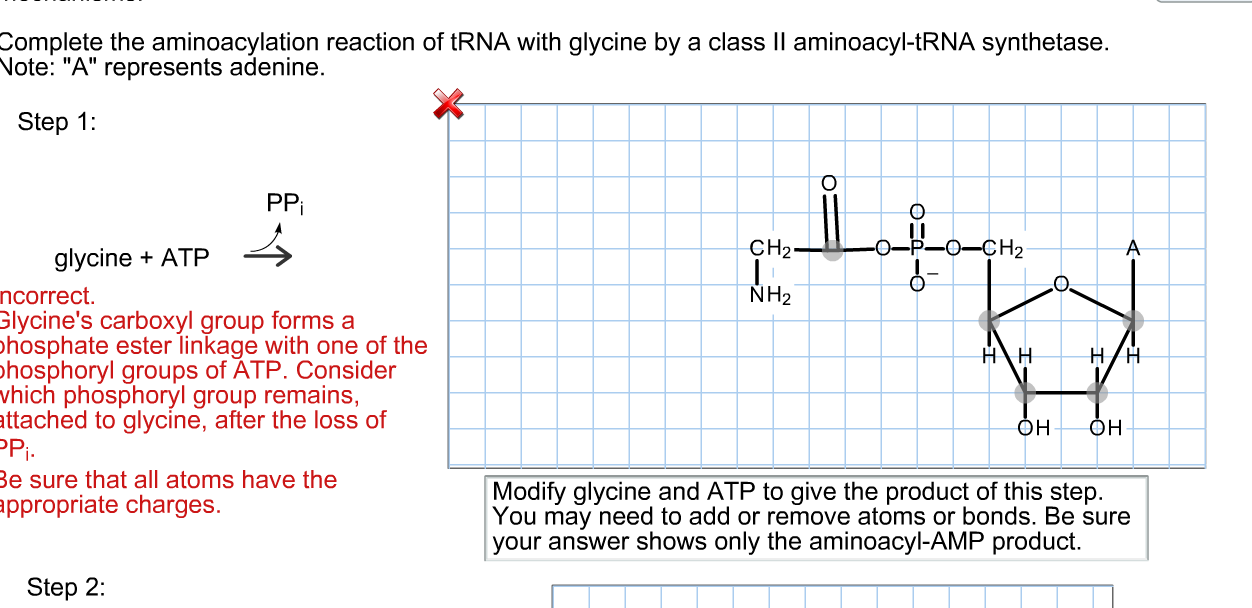 Question: Aminoacylation of tRNA involvesthe activation of an amino acid for attachment to a tRNA. Therea...