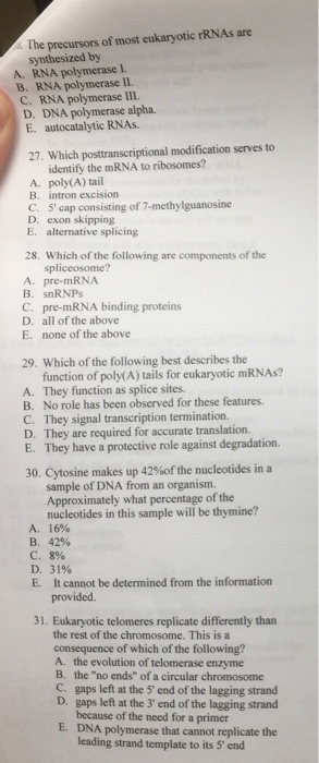 Question: The Precursors of most eukaryotic rRNAs are synthesized by A. RNA polymerase I. B. RNA polymerase...