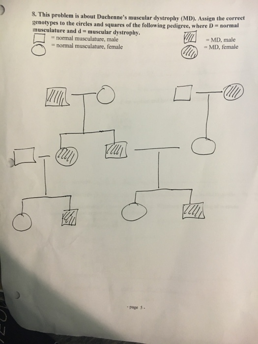 Question: This problem is about Duchenne's muscular dystrophy (MD). Assign the correct genotypes to the cir...