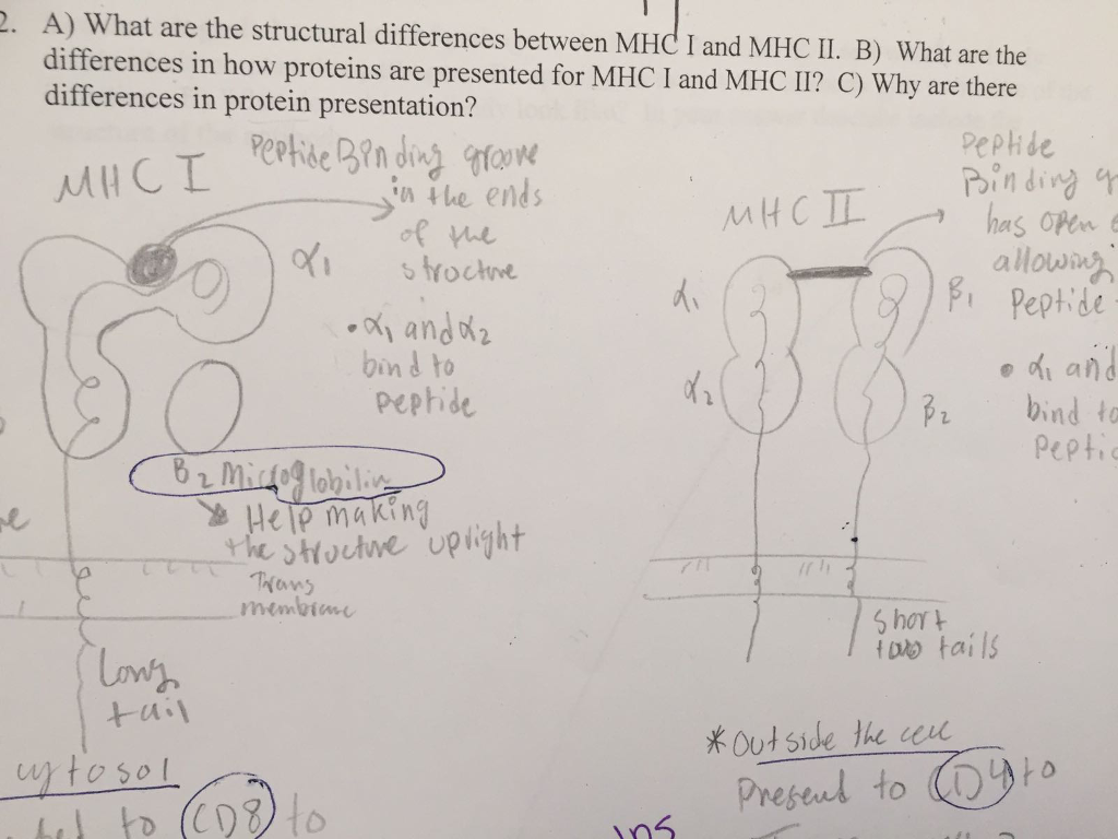 Question: A) What are the structural differences between MHC I and MHC II. B) What are the differences in h...