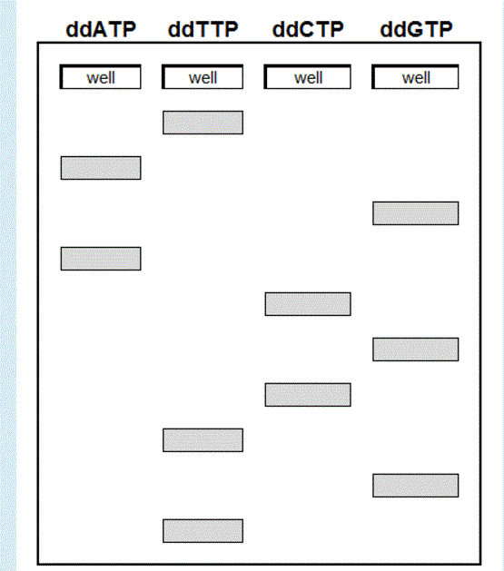 Question: Four dideoxy sequencing reactions were loaded into thecorresponding wells in the gel below and s...