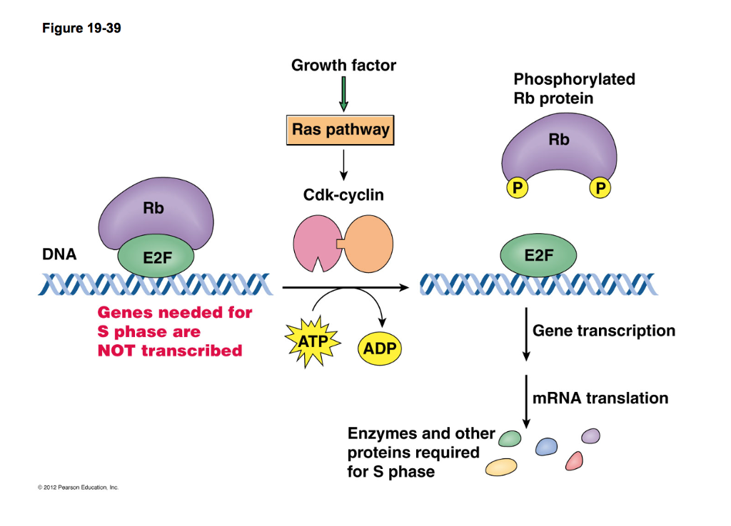 Solved: Know How G1 Cyclin/CDK Complexes Regulate Rb/E2F F... | Chegg.com