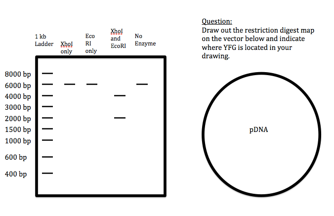Scribble Drawing Question : Solved you are trying to clone a fragment of dna that is