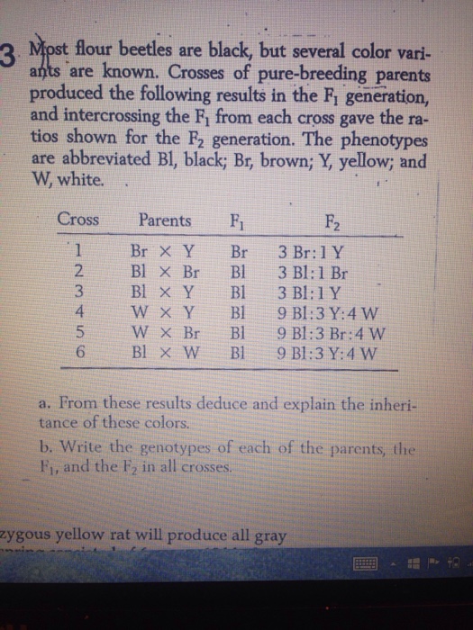 Question: Most flour beetles are black, but several color variants are known. Crosses of pure-breeding pare...