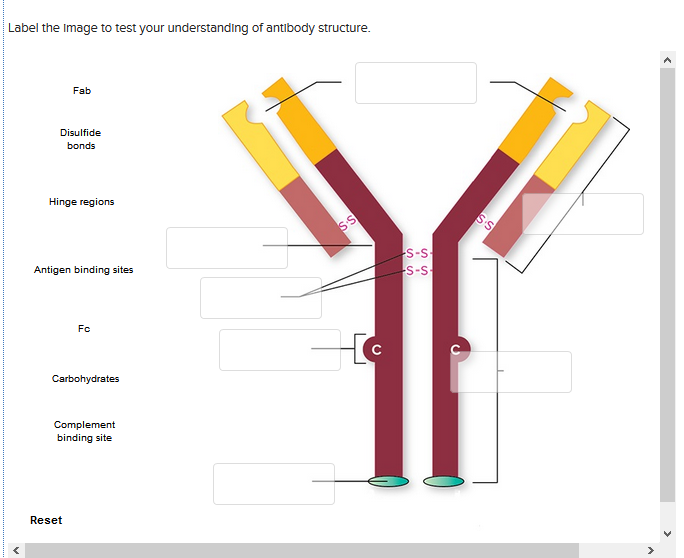 Question: Select statements that apply to B cell maturation. Check All That Apply B cells form and mature I...