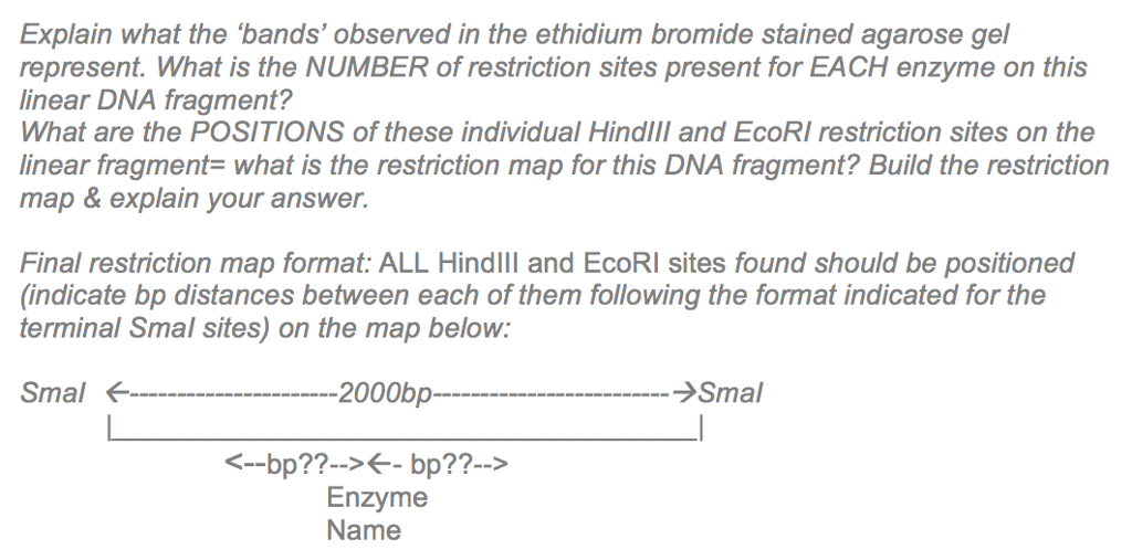 Question: Heather just recovered a cloned synthetic spider silk gene (DNAfragment) from a plasmid vector. ...