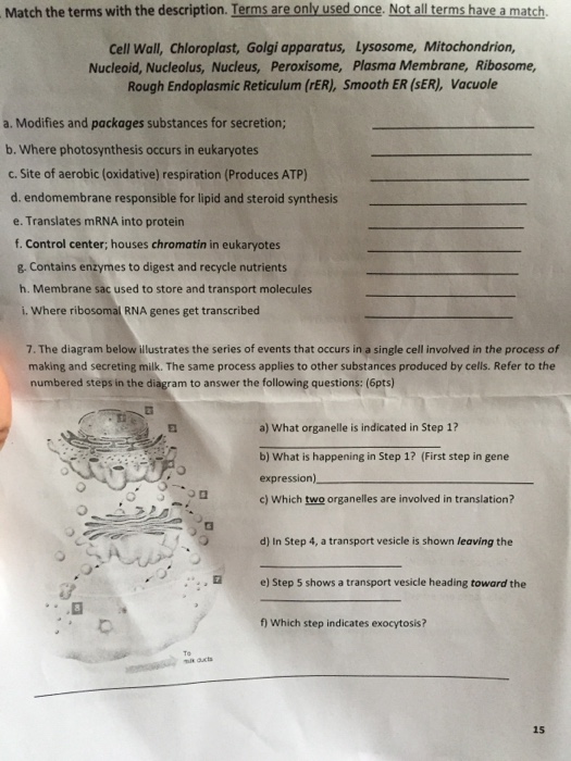 Question: Cell Wall, Chloroplast, Golgi apparatus, Lysosome, Mitochondrion, Nucleoid, Nucleolus, Nucleus, P...