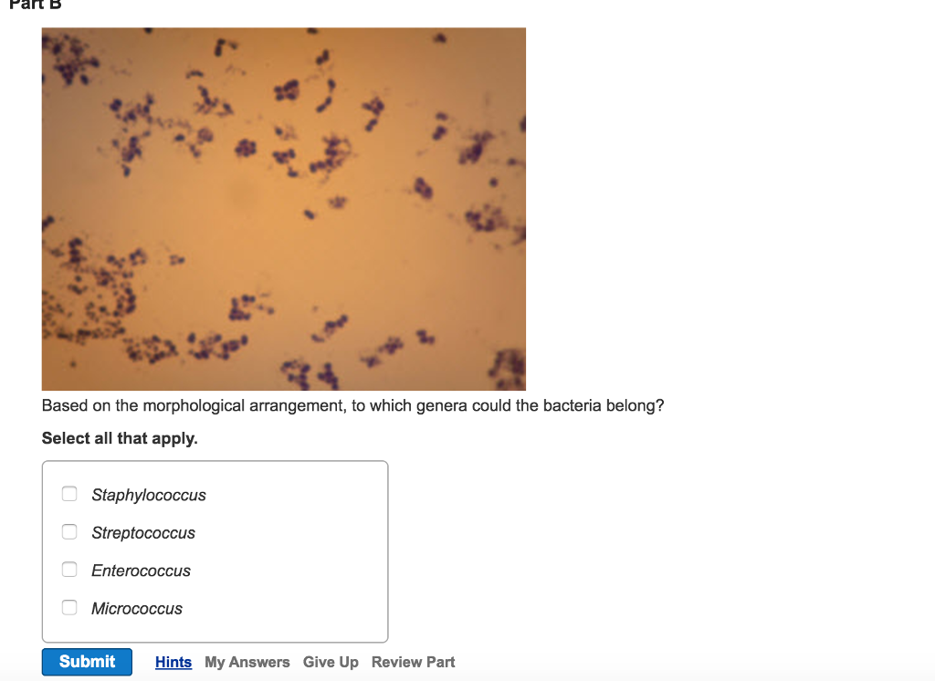 Question: Part B Based on the morphological arrangement, to which genera could the bacteria belong? Select ...