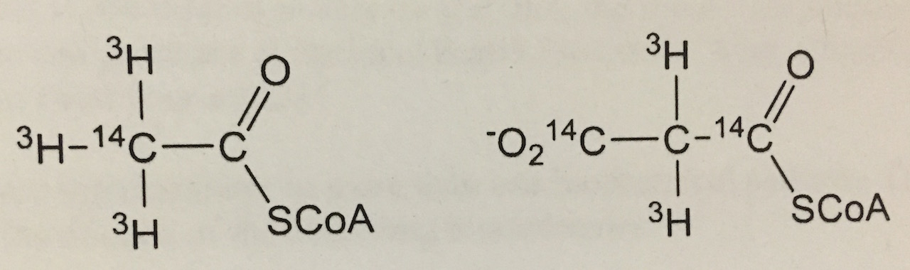 Question: Consider a preparation that contains all the enzymes andcofactors necessary for the biosynthesis...