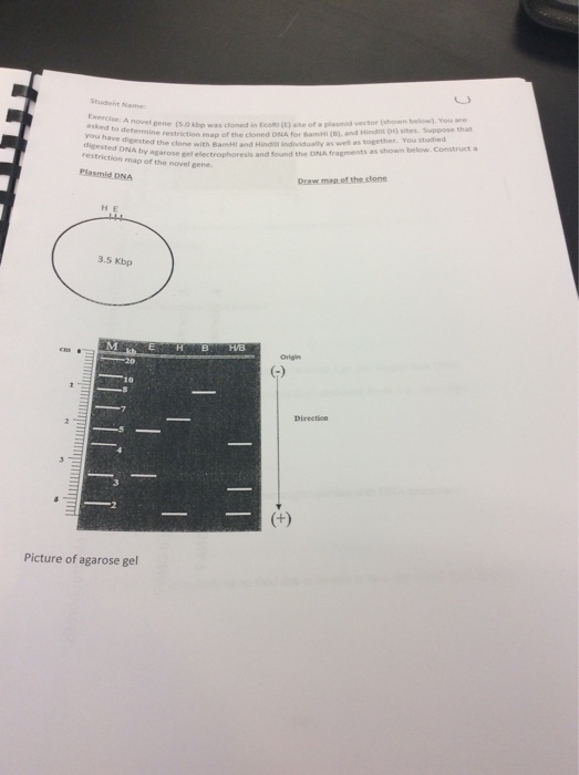 Question: Amplified unplestovmalus ow DNA GMON the thid la ﹄labyou will electrophorese Lets soe if food Pr...