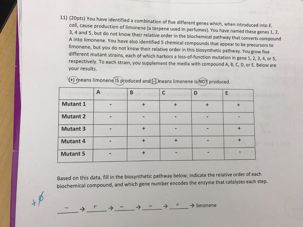 Question: You have identified a combination of five different genes which, when introduced into E. coli, ca...