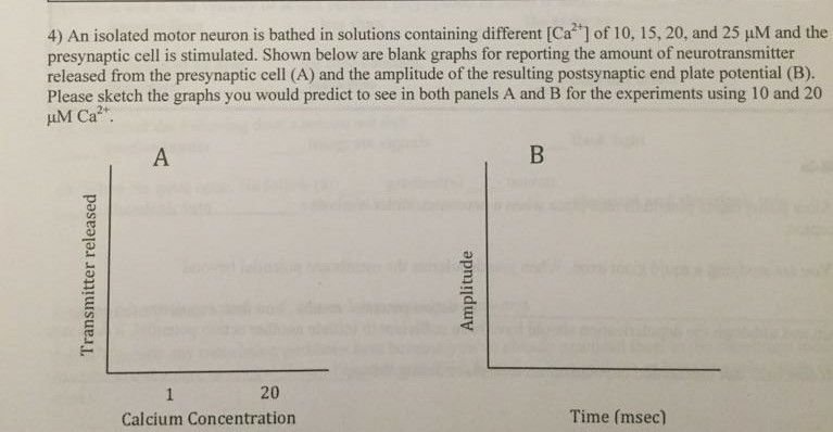 Question: 4) An isolated motor neuron is bathed in solutions containing different [Ca2+] of 10, 15, 20, and...