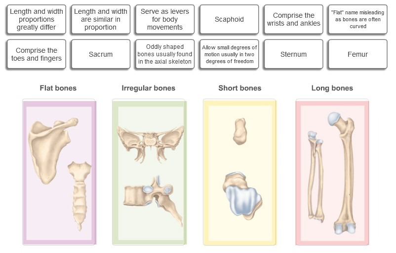 found in greater proportions in flat bones