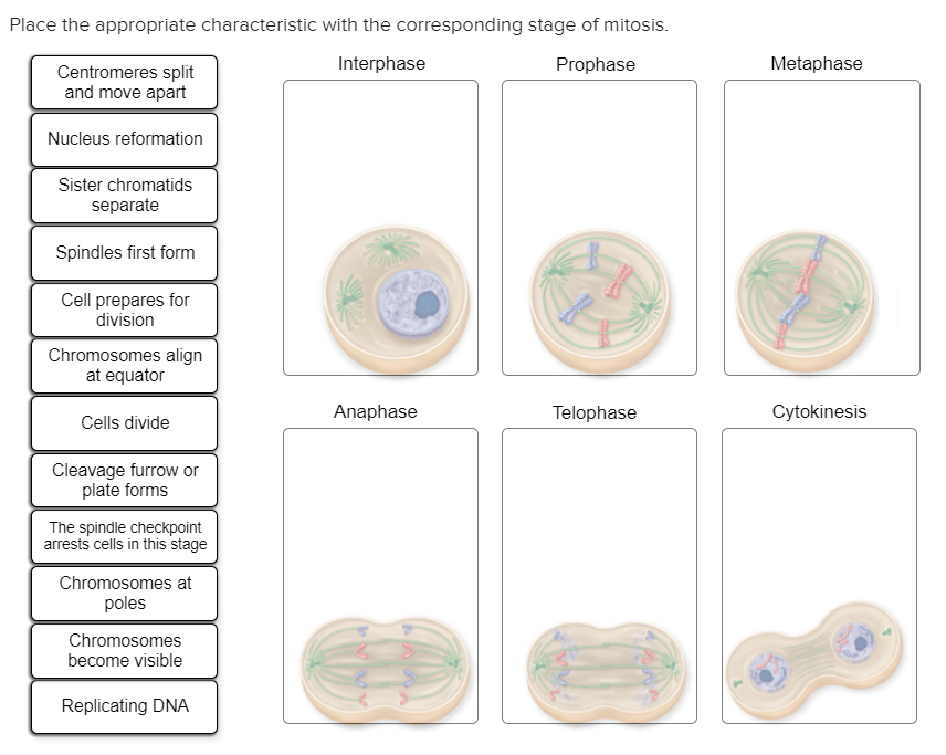 Solved Place The Appropriate Characteristic With The Corr...