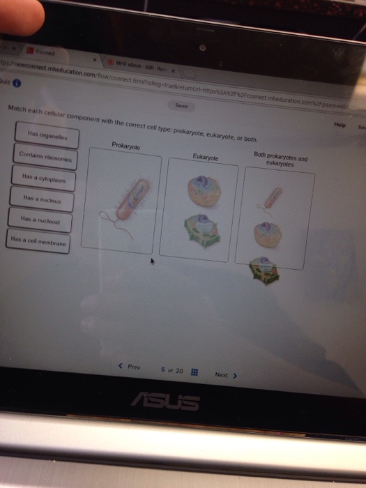 Solved Match Each Cellular Component With The Correct Cell Chegg