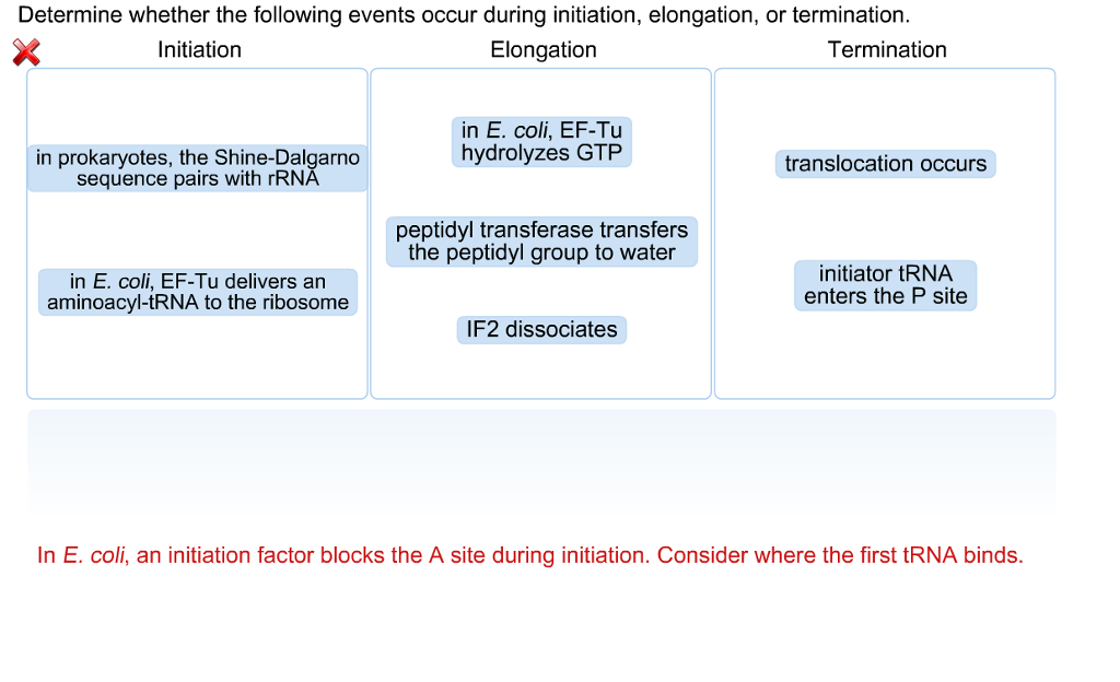 What Event Occurs During Translocation