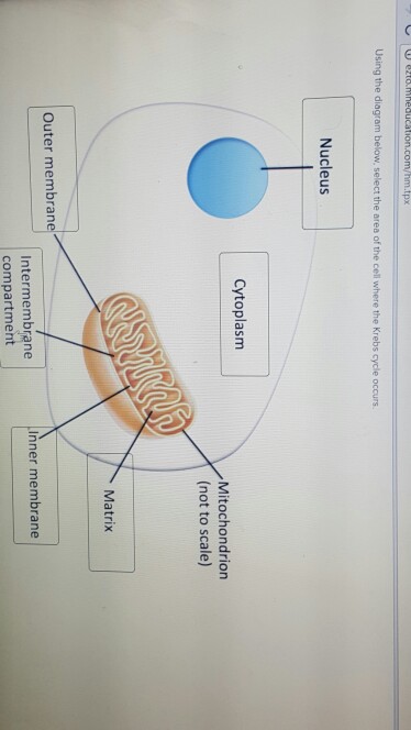 Solved Using The Diagram Below Select The Area Of The Cell Chegg