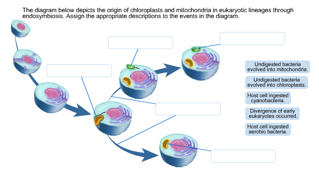 Solved: The Diagram Below Depicts The Origin Of Chloroplas... | Chegg.com