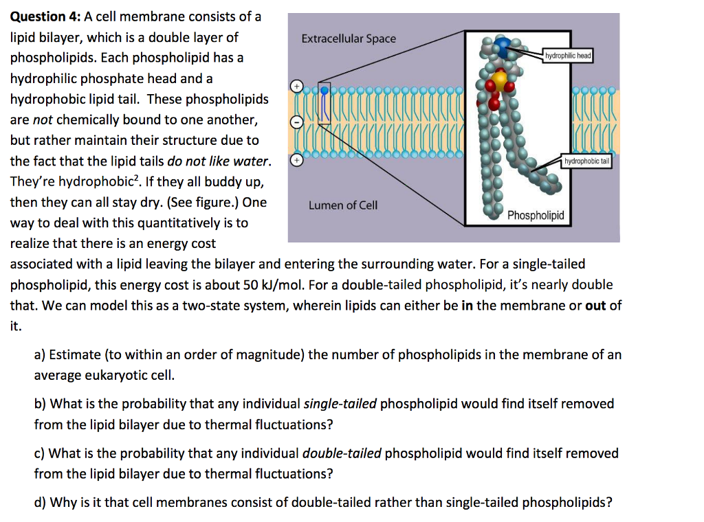 Solved A Cell Membrane Consists Of A Lipid Bilayer, Which...