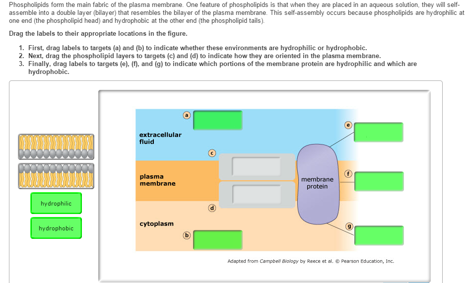 solved-question-on-hydrophobic-and-hydrophilic-parts-of-p-chegg