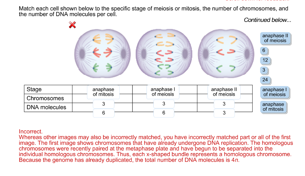 Solved Match Each Cell Shown Below To The Specific Stage