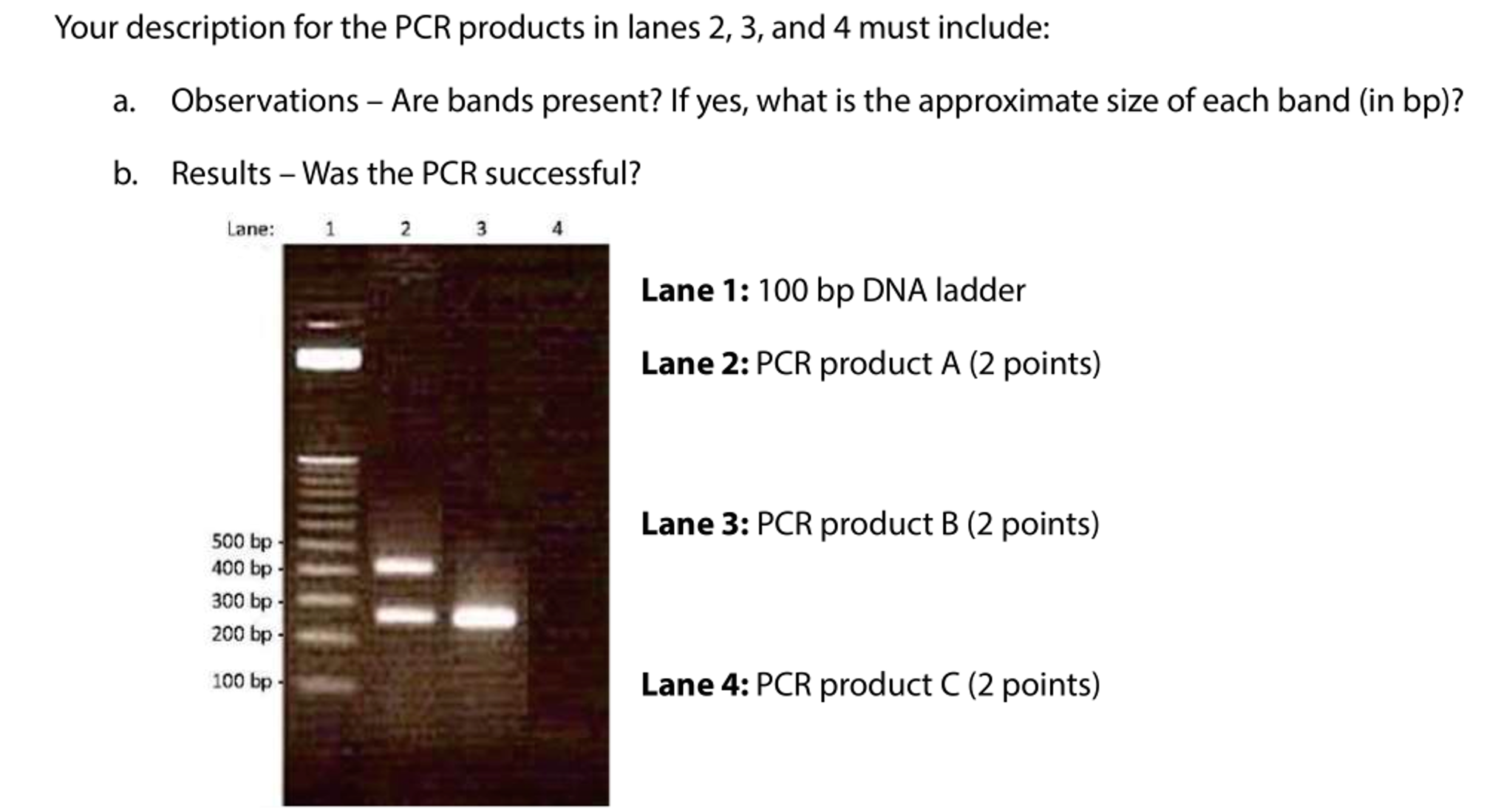 Solved: Describe The PCR Results On This Gel These PCR #39 s Chegg com
