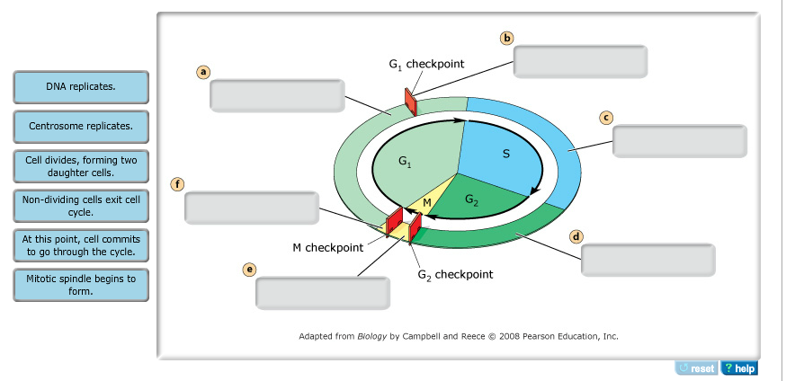Cell cycle biology homework help