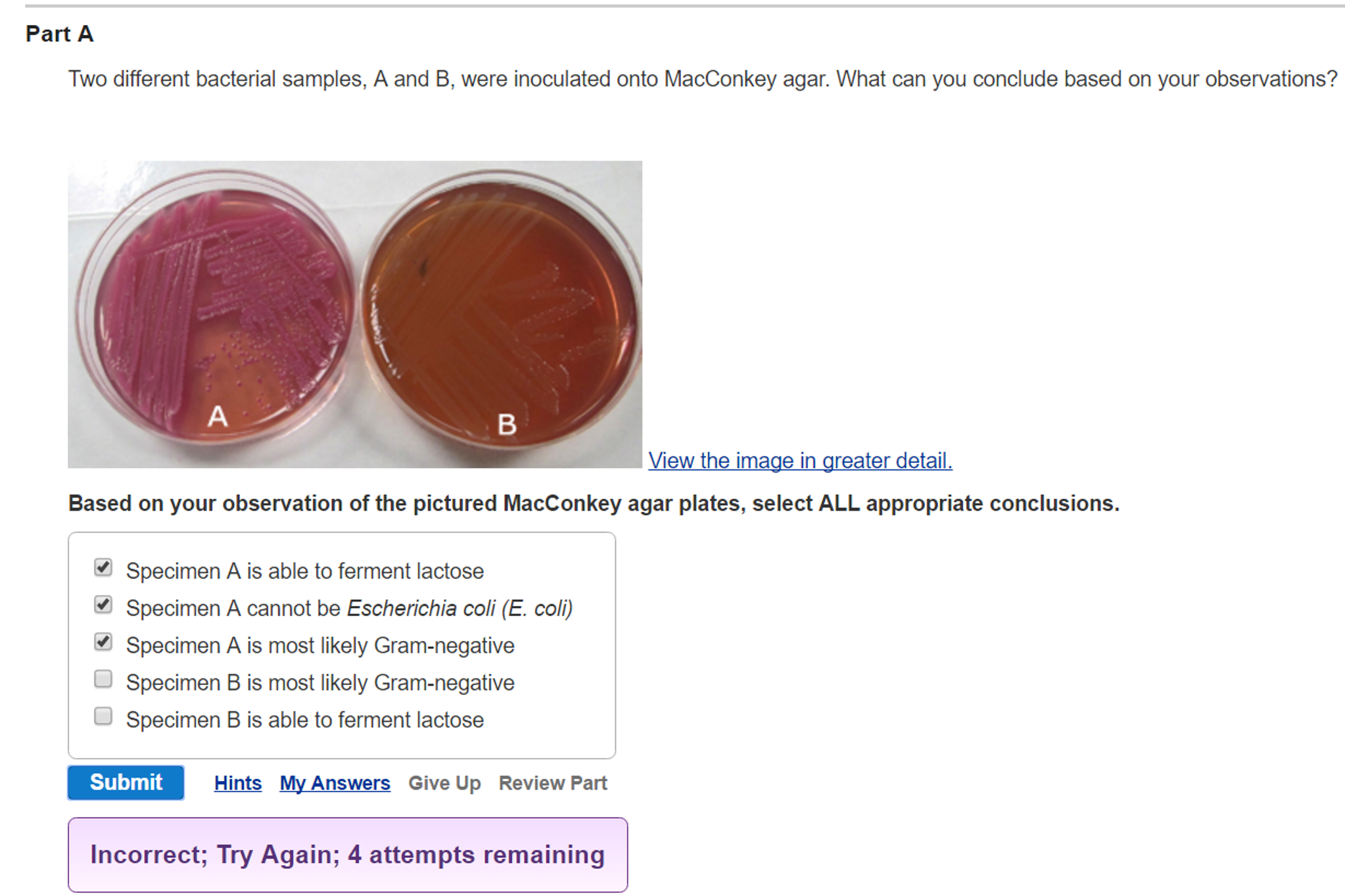 Solved: Two Different Bacterial Samples, A And B, Were Ino... | Chegg.com