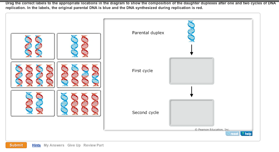 The Diagram Below Shows A Bacterial Replication Fork And Its Principal