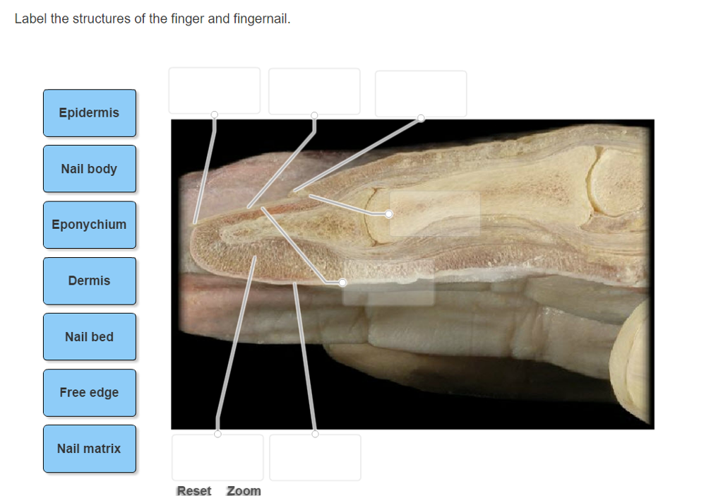 solved-label-the-structures-of-the-finger-and-fingernail-chegg