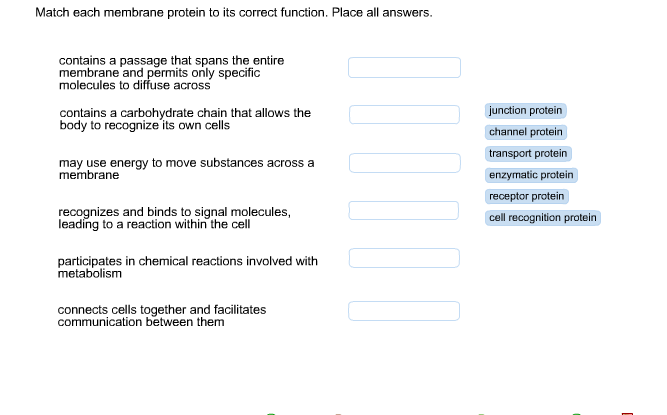 Solved Match Each Membrane Protein To Its Correct Function Chegg