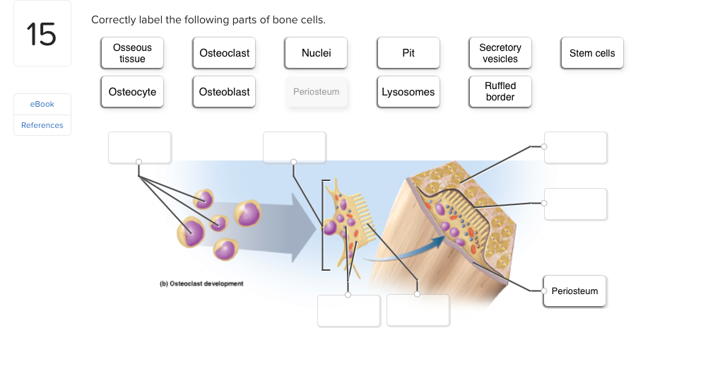 Solved: Correctly Label The Following Parts Of Bone Cells | Chegg.com