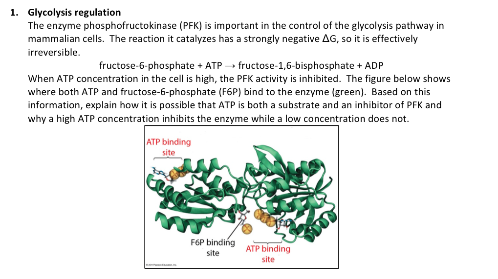 Solved The Enzyme Phosphofructokinase (PFK) Is Important