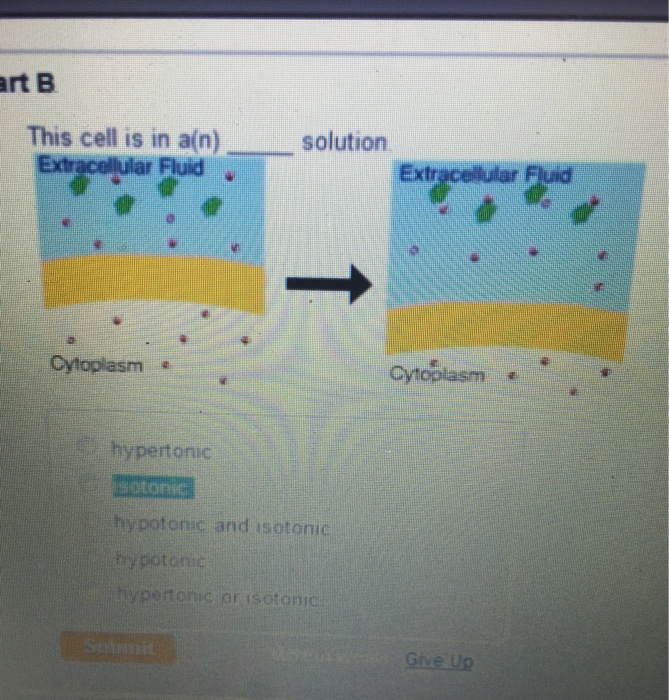 Solved This Cell Is In A N Solution Hypertonic Isotonic Chegg