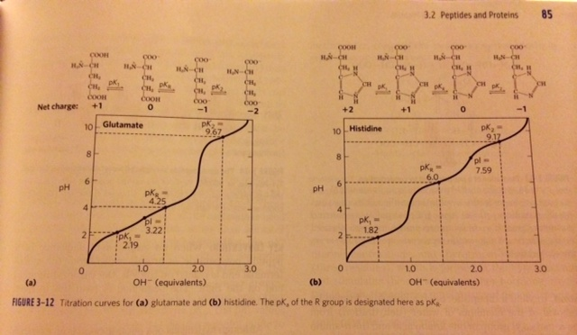 Glutamate Titration Curve