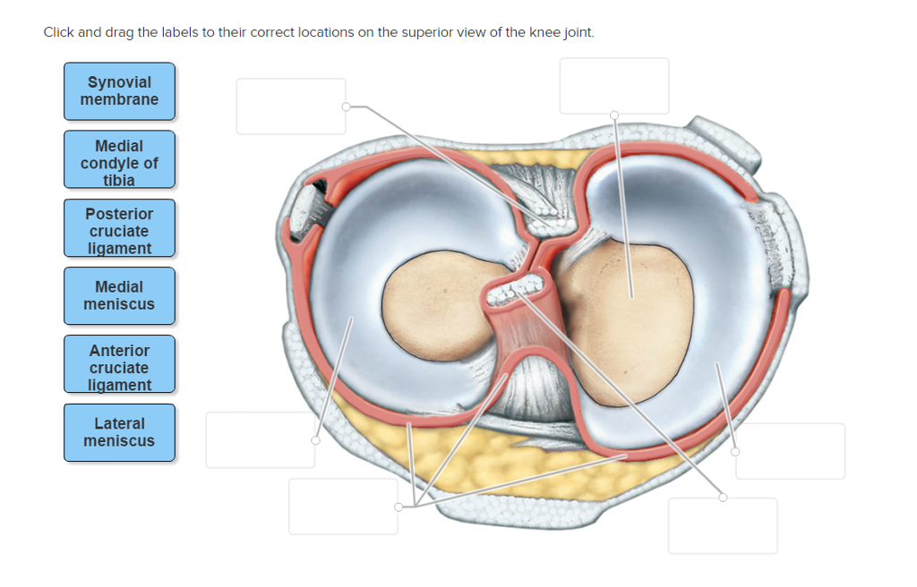 Solved Click And Drag The Labels To Their Correct Locatio...