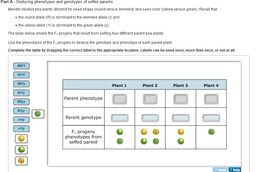 Solved: Part B Punnett - Square Punnett Squares Are Conven... | Chegg.com