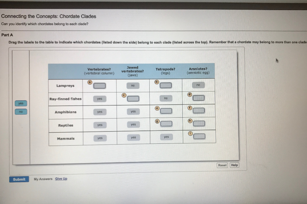 Solved: Connecting The Concepts: Chordate Clades Can You I... | Chegg.com