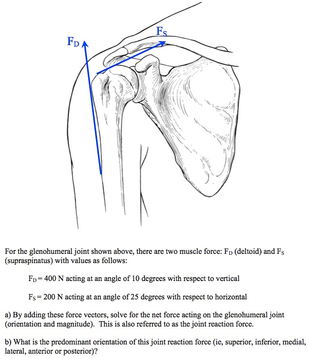 Solved: For The Glenohumeral Joint Shown Above, There Arc ... | Chegg.com