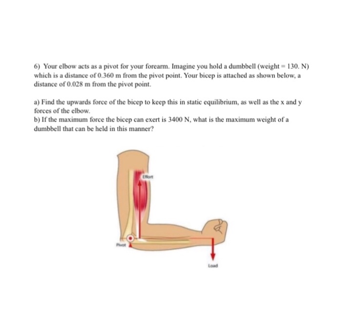 Solved Your Elbow Acts As A Pivot For Your Forearm. Imagi...