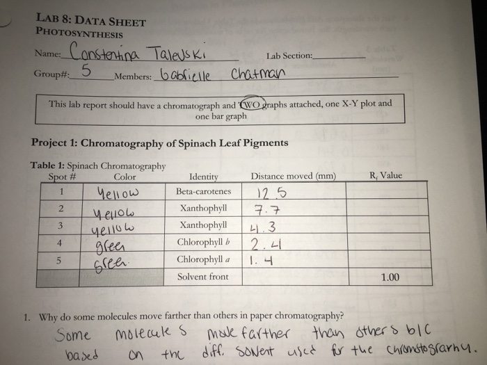 Solved: Chromatography Of Spinach Leaf Pigments Spinach Ch... | Chegg.com