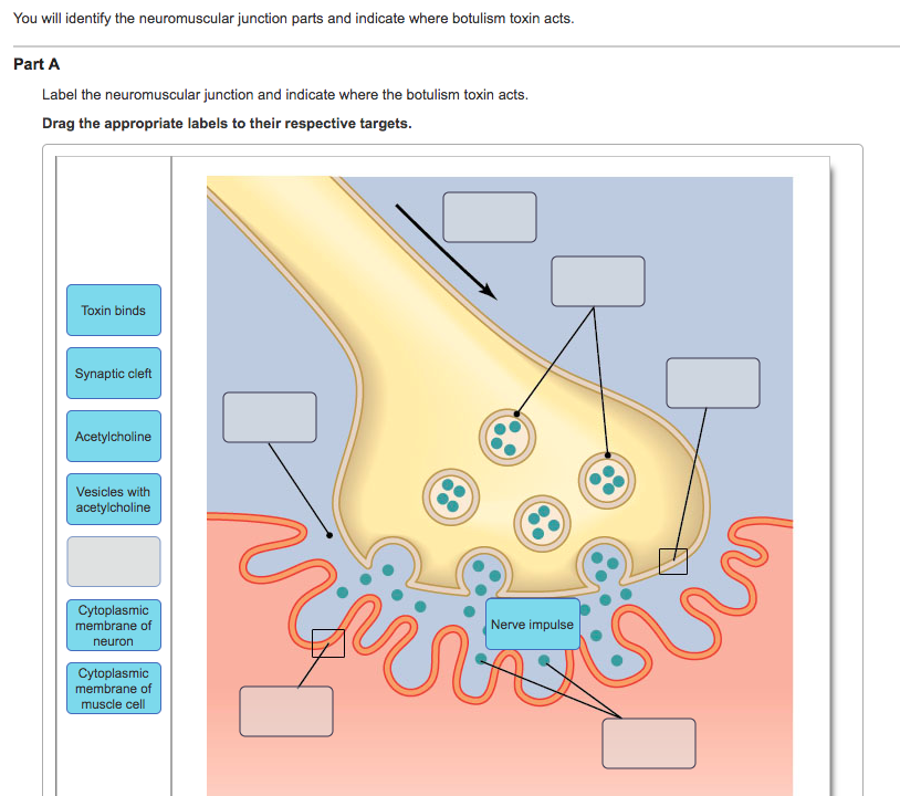 Drag The Labels Onto The Diagram To Identify Parts Of The