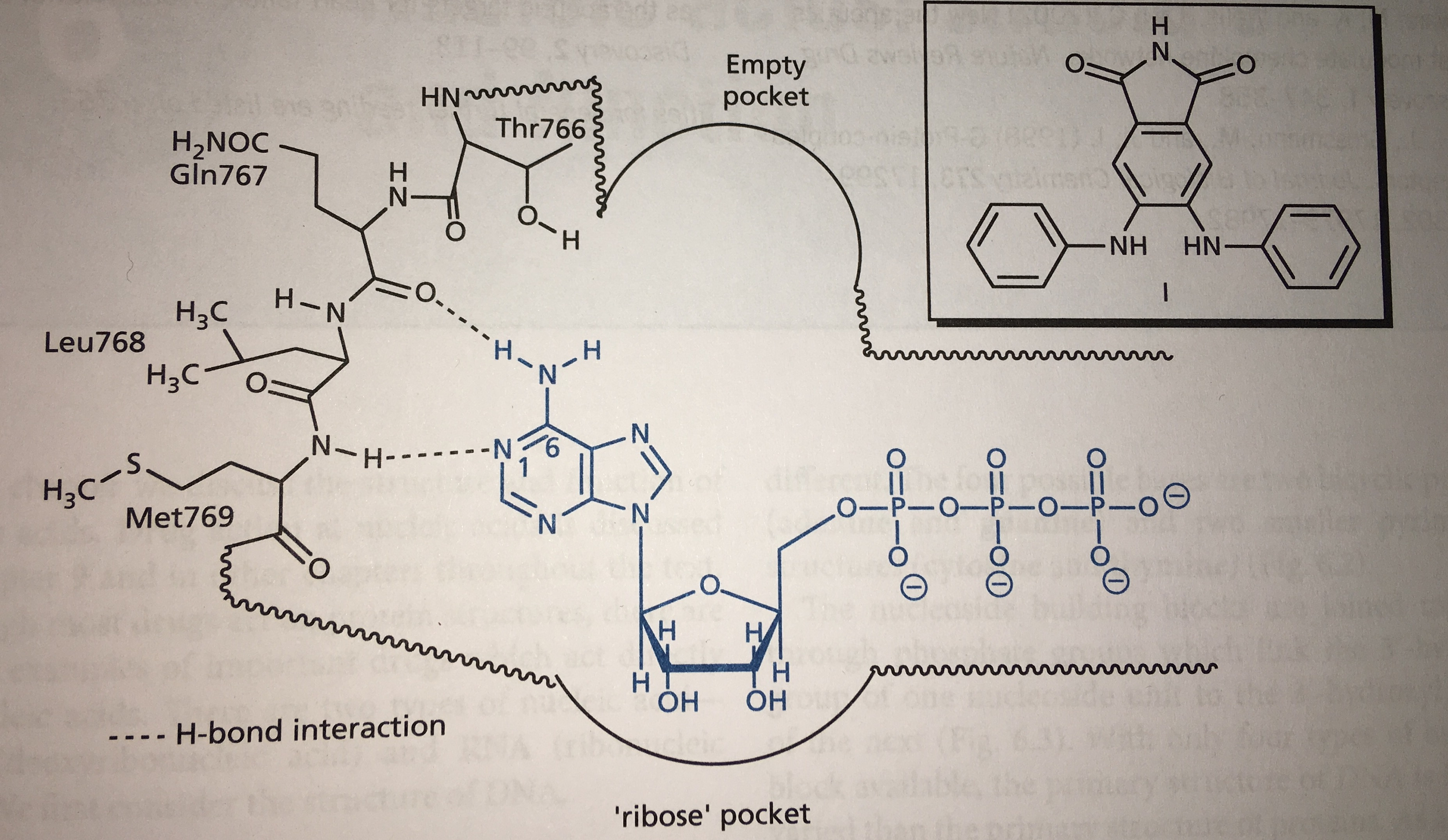 Solved A Model Binding Site For Atp Was Created For Chegg