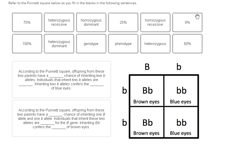 Solved: Refer To The Punnett Square Below As You Fill In T... | Chegg.com