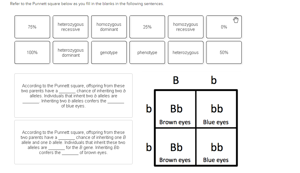 punnett square homework help