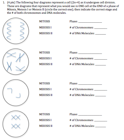 Stages Of Meiosis I And Ii Masteringbiology